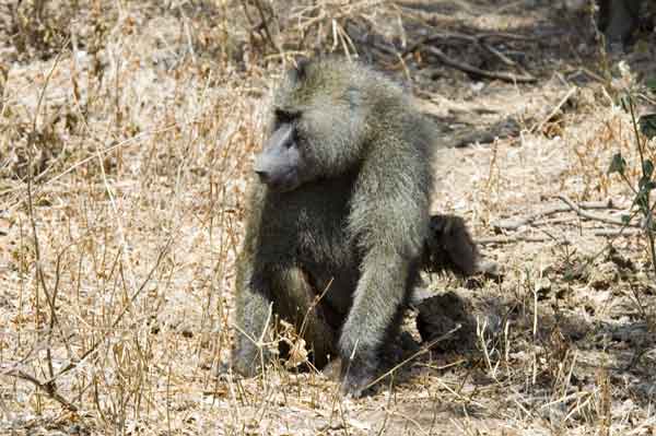 87 - Tanzania - Mono Babuino - parque nacional lago Manyara